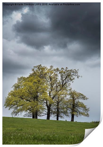 Trees in Weather Print by Keith Thorburn EFIAP/b