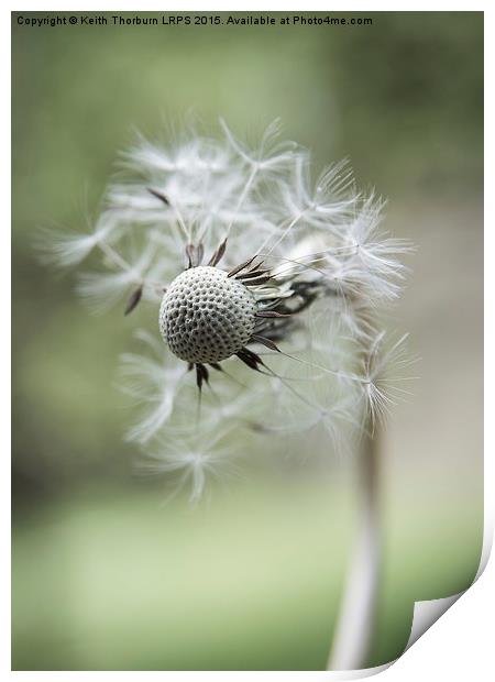 Dandelion Macro Flowers Print by Keith Thorburn EFIAP/b