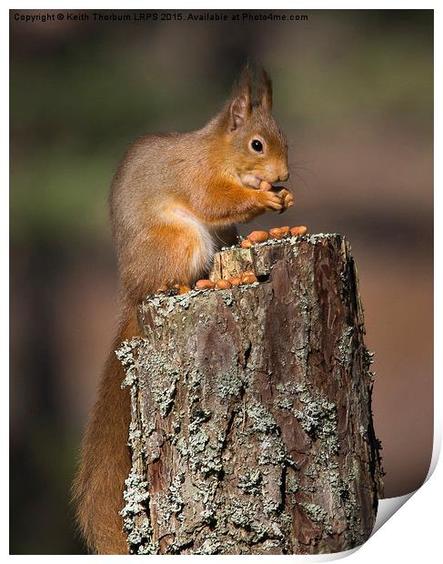 Red Squirrel Print by Keith Thorburn EFIAP/b