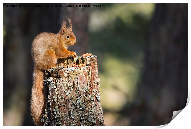 Red Squirrel Print by Keith Thorburn EFIAP/b