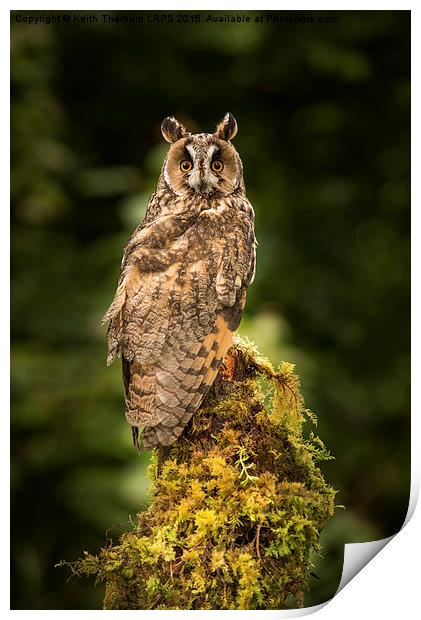 Long-Eared Owl Print by Keith Thorburn EFIAP/b