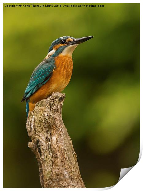 Kingfisher (Alcedo atthis) Print by Keith Thorburn EFIAP/b
