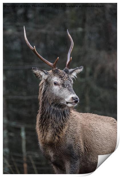 Highland Stag Print by Keith Thorburn EFIAP/b