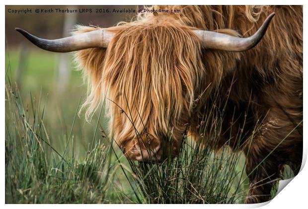 Highland Cow Print by Keith Thorburn EFIAP/b