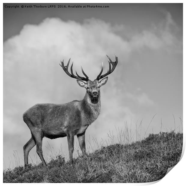 Roe Deer Print by Keith Thorburn EFIAP/b