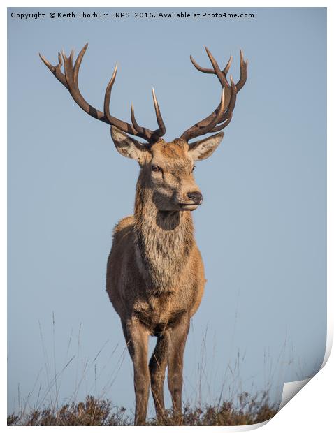 Monarch of the Glen Print by Keith Thorburn EFIAP/b