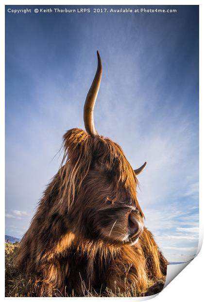 Highland Cow Print by Keith Thorburn EFIAP/b