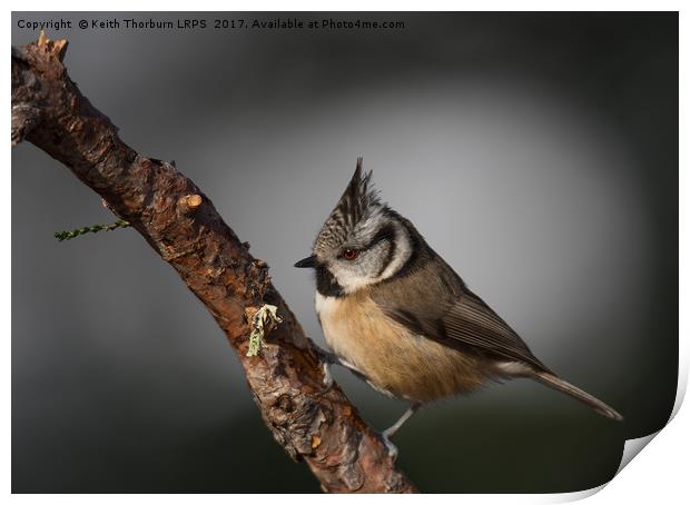 Crested Tit (Parus cristatus) Print by Keith Thorburn EFIAP/b