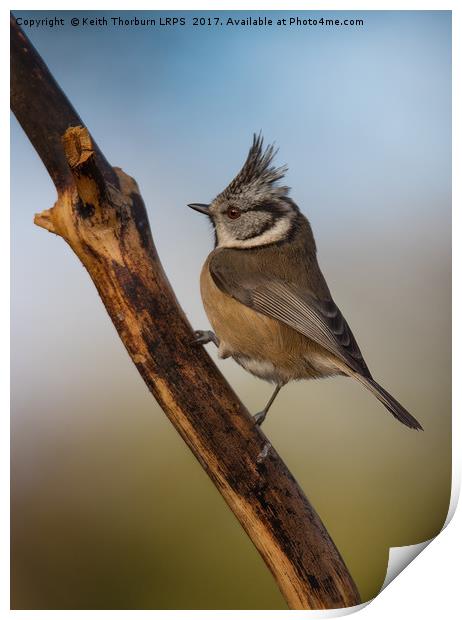 Crested Tit Print by Keith Thorburn EFIAP/b