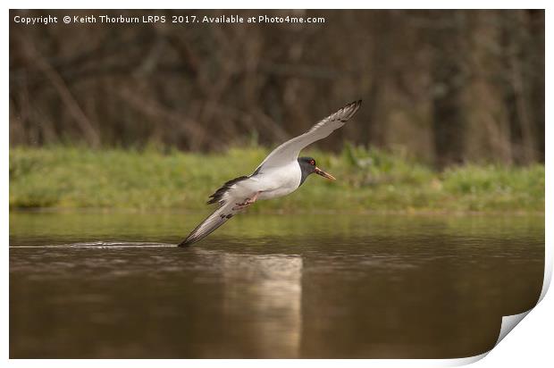 Oystercatcher touching water in flight Print by Keith Thorburn EFIAP/b