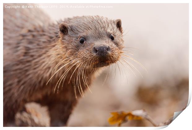 Otter Print by Keith Thorburn EFIAP/b