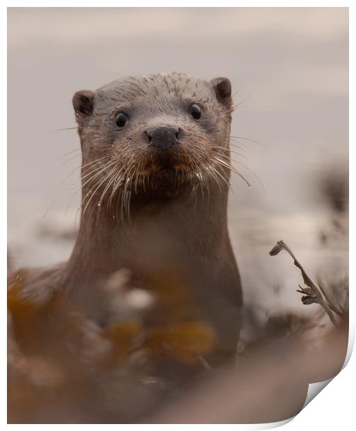 Otter Print by Keith Thorburn EFIAP/b