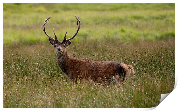 Stag Print by Keith Thorburn EFIAP/b