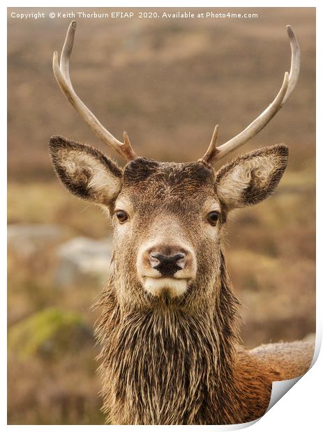 Red Deer Print by Keith Thorburn EFIAP/b
