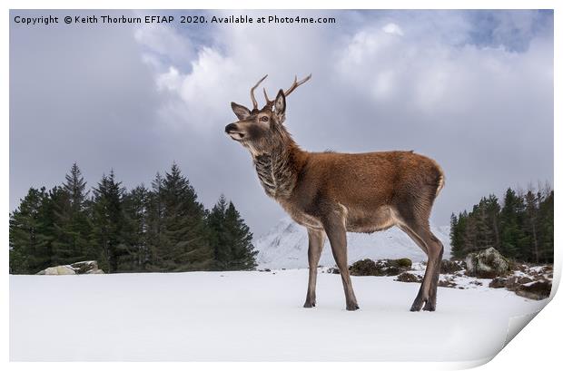 Red Deer Portrait Print by Keith Thorburn EFIAP/b