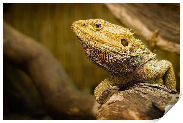 Bearded Dragon Lizard Print by Keith Thorburn EFIAP/b