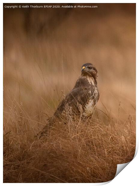 Buzzard in the Grass Print by Keith Thorburn EFIAP/b