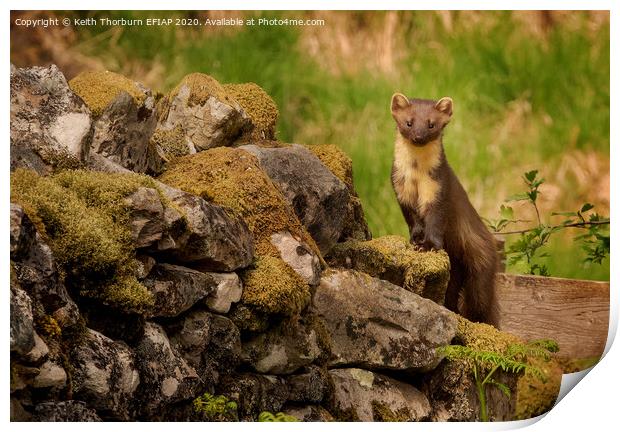 Pine Marten Print by Keith Thorburn EFIAP/b