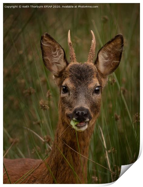 Young Roed Deer Print by Keith Thorburn EFIAP/b