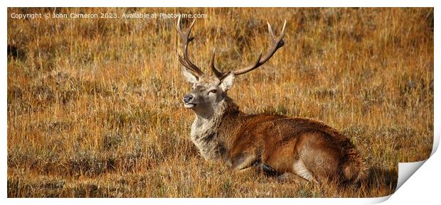 Wild Red Deer Stag at rest. Print by John Cameron