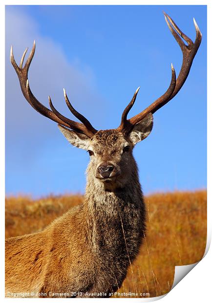 Wild Red Deer Stag. Print by John Cameron