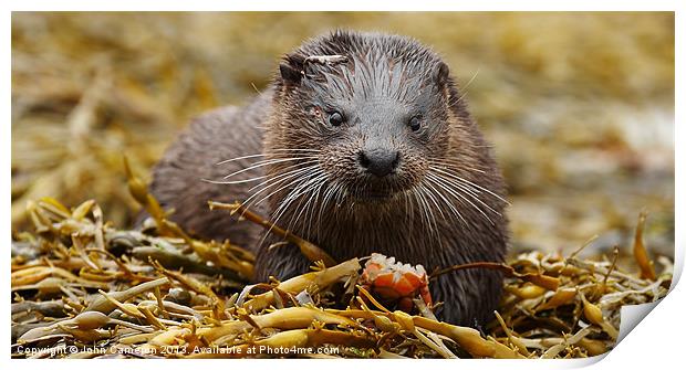 Wild Otter Print by John Cameron