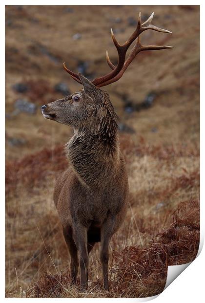 Red Deer Stag Print by John Cameron