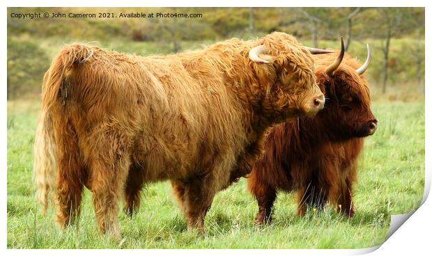 Highland Bull with Cow in Glen Nevis. Print by John Cameron