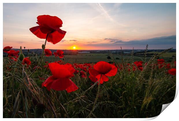 Poppy Field Summer Sunset Print by J Biggadike