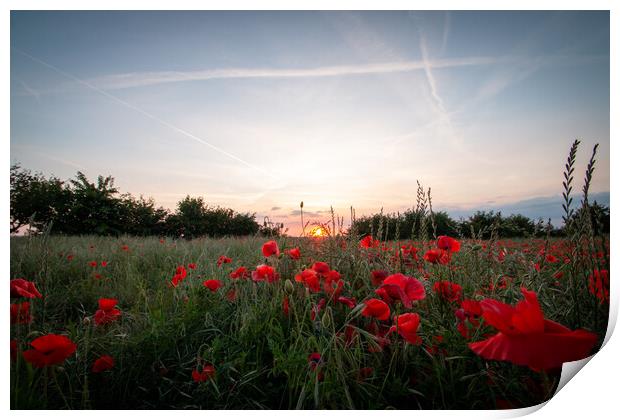 Poppies at dusk Print by J Biggadike