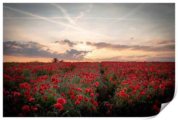 Poppy Field Sunset Print by J Biggadike