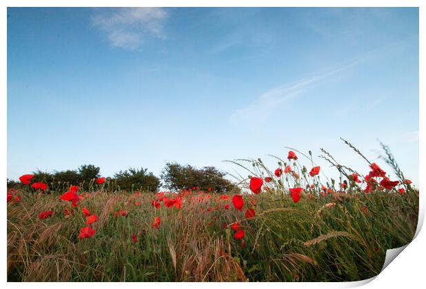 Late Evening Poppies Print by J Biggadike