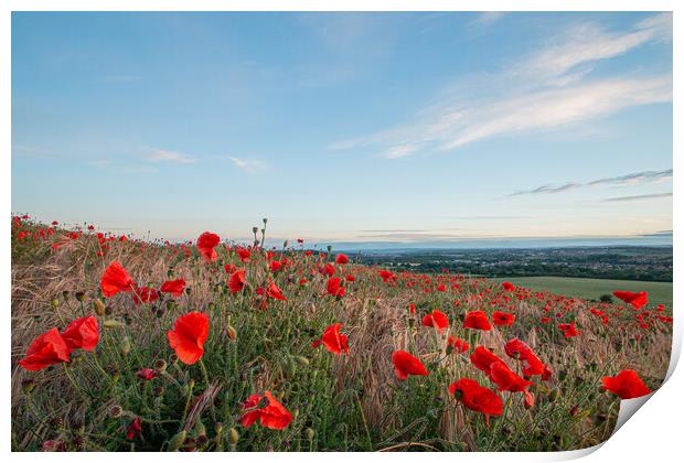 Summertime Poppy Landscape Print by J Biggadike