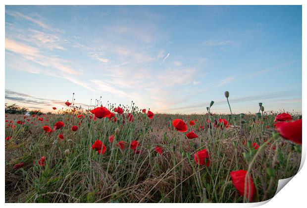 Poppy Field Scenery Print by J Biggadike