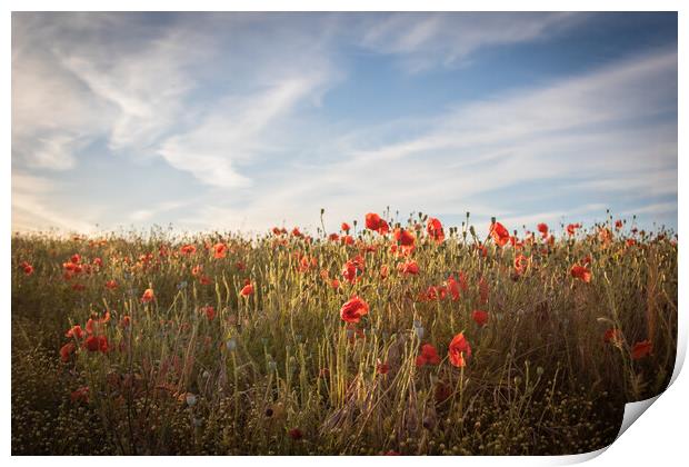 Poppy Field Print by J Biggadike