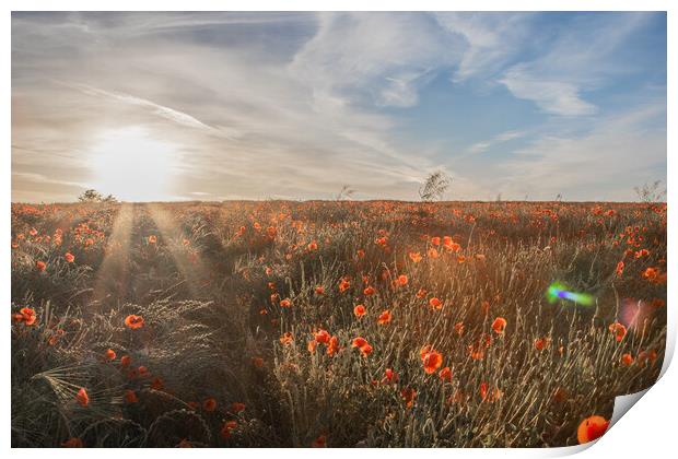 Poppy Sunset Print by J Biggadike