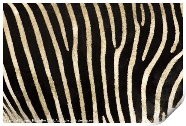 Zebra Stripes Print by J Biggadike