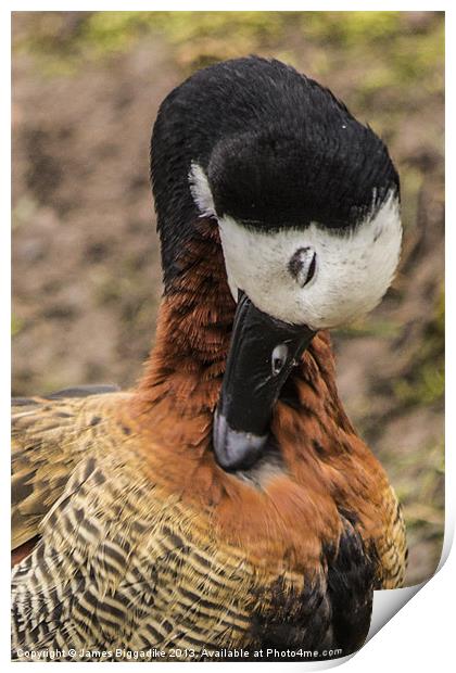 White-faced Whistling Duck Print by J Biggadike