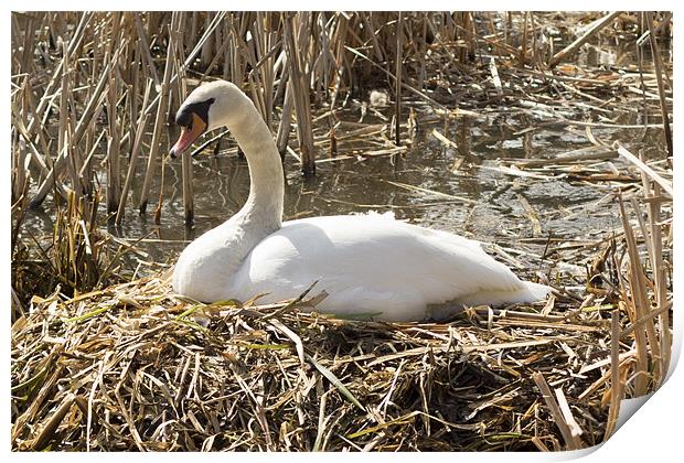 Nesting Swan Print by J Biggadike