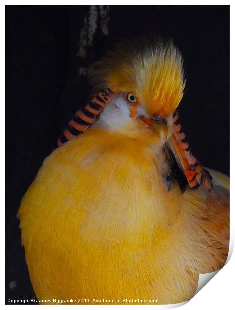 Golden Pheasant Print by J Biggadike