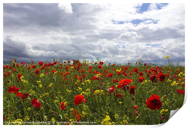 Summer Poppy Field Print by J Biggadike