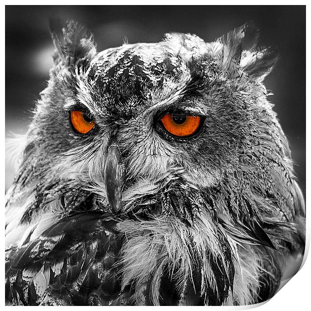 Eagle Owl Orange Eyes Print by J Biggadike