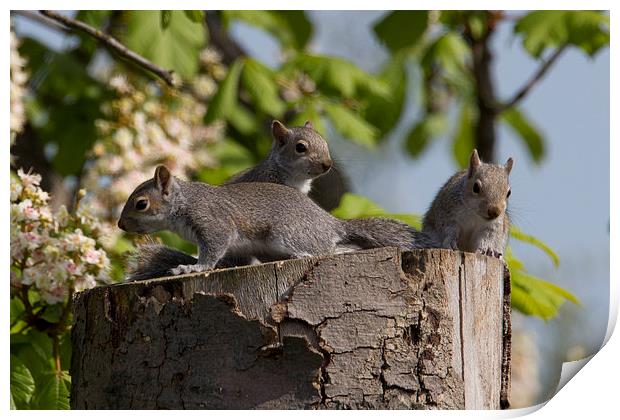 Squirrel Business Print by J Biggadike