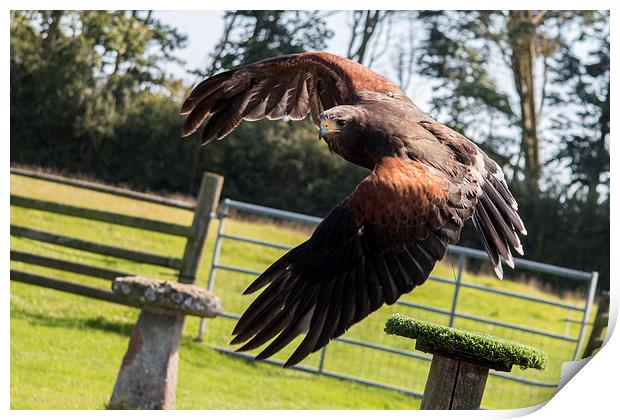 Harris Hawk Print by J Biggadike