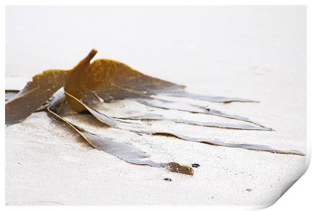 Washed-up Seaweed Print by J Biggadike