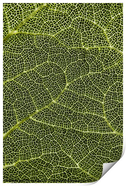 Plant Patterns Print by Matthew Bates