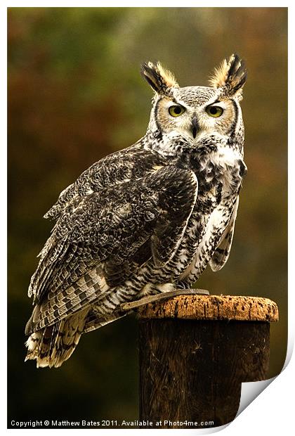 Long Eared Owl. Print by Matthew Bates