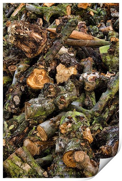 Pile of Logs Print by Matthew Bates