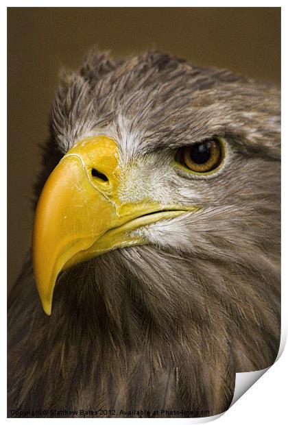 White Tailed Sea Eagle Print by Matthew Bates