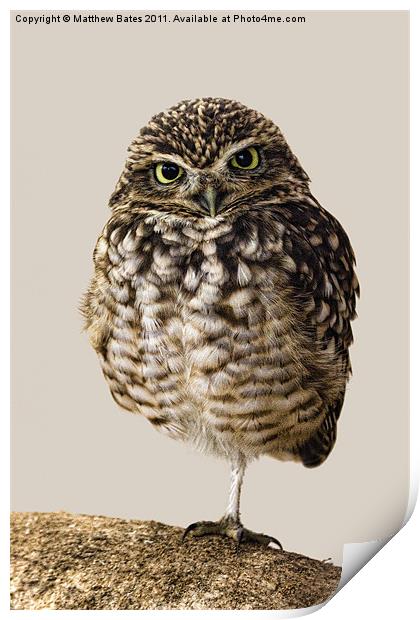 Little Owl (Athene Noctua) Print by Matthew Bates